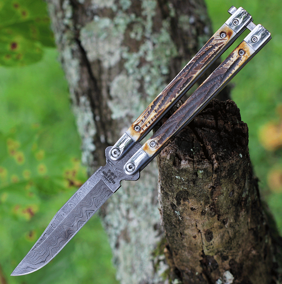 Bear & Son Butterfly Damascus - India Stag Bone (3.27" Damascus) BC517D - Image 3