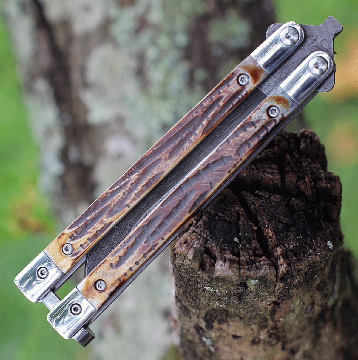 Bear & Son Butterfly Damascus - India Stag Bone (3.27" Damascus) BC517D - Image 2