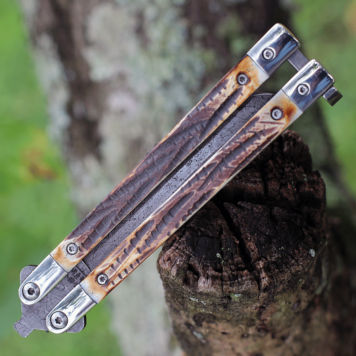Bear & Son Butterfly Damascus - India Stag Bone (3.27" Damascus) BC517D - Image 4